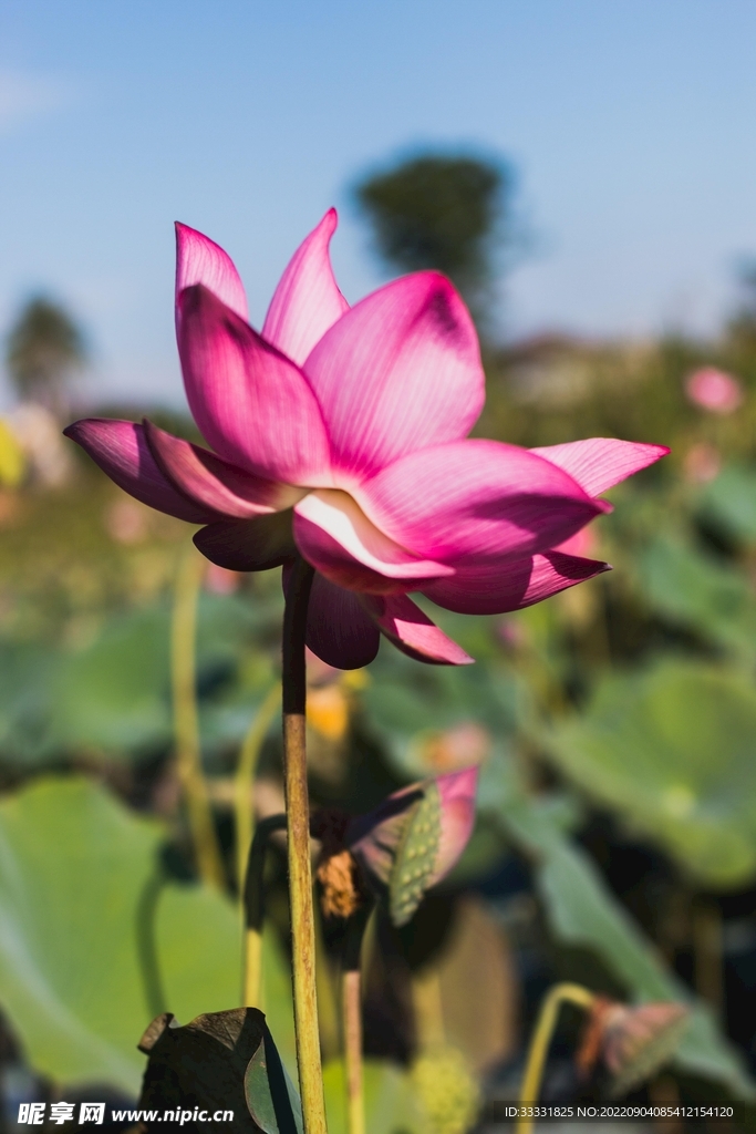 莲花