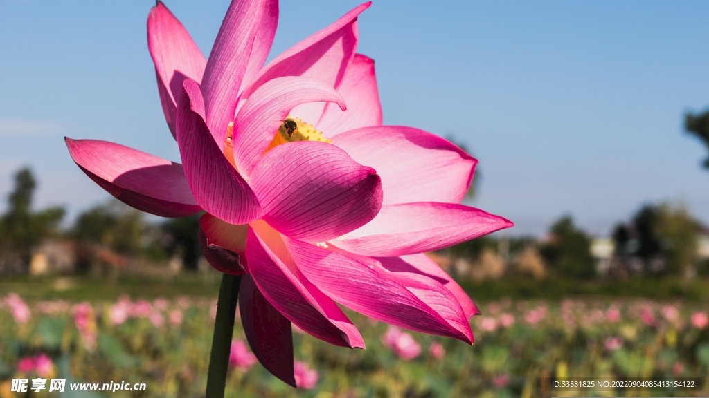莲花