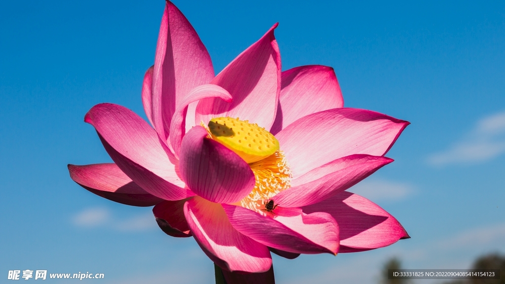 莲花