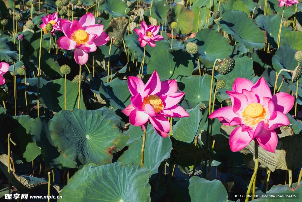 莲花
