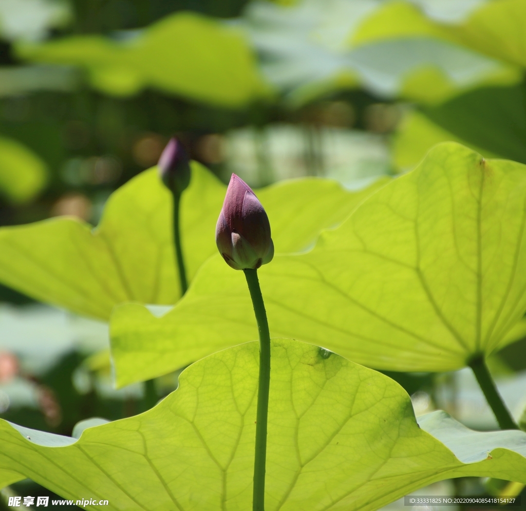 莲花