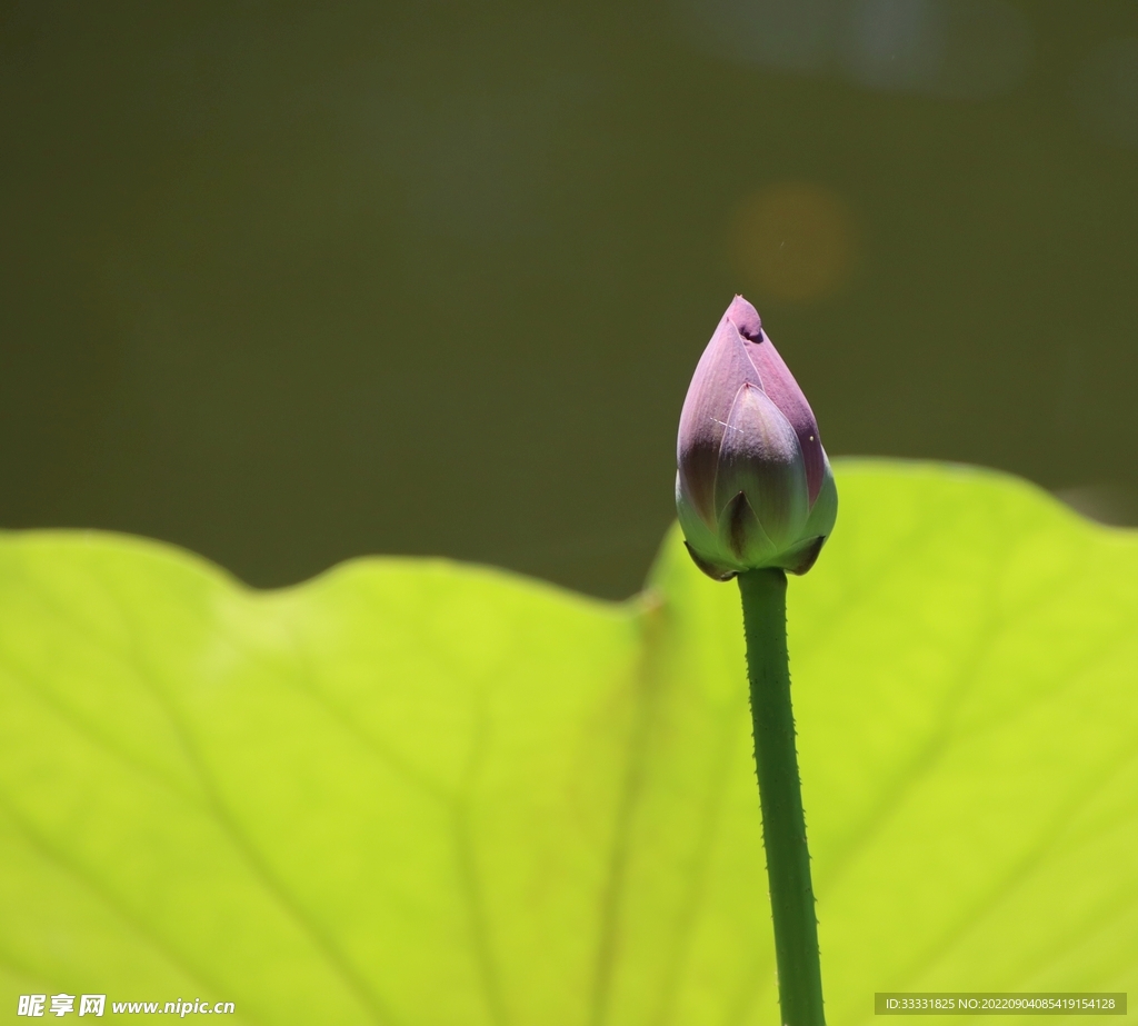 莲花