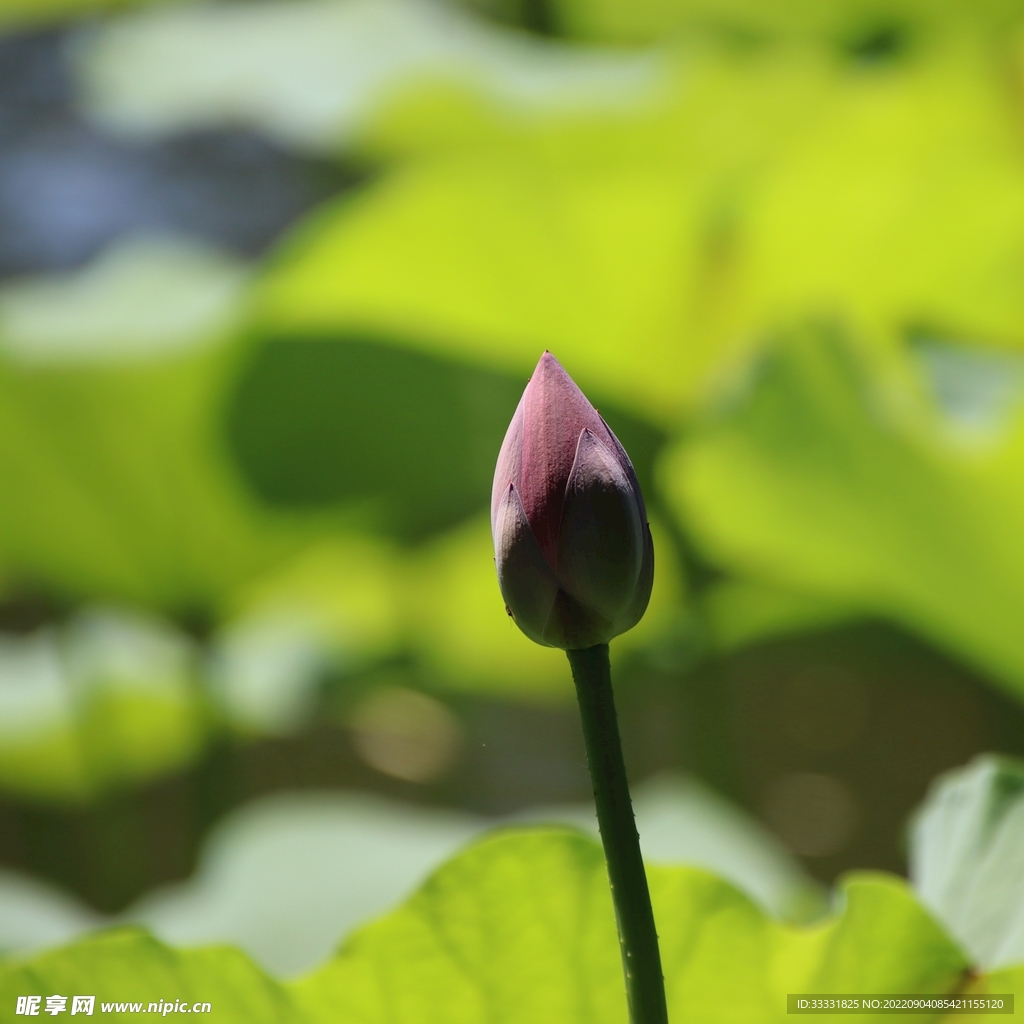 莲花