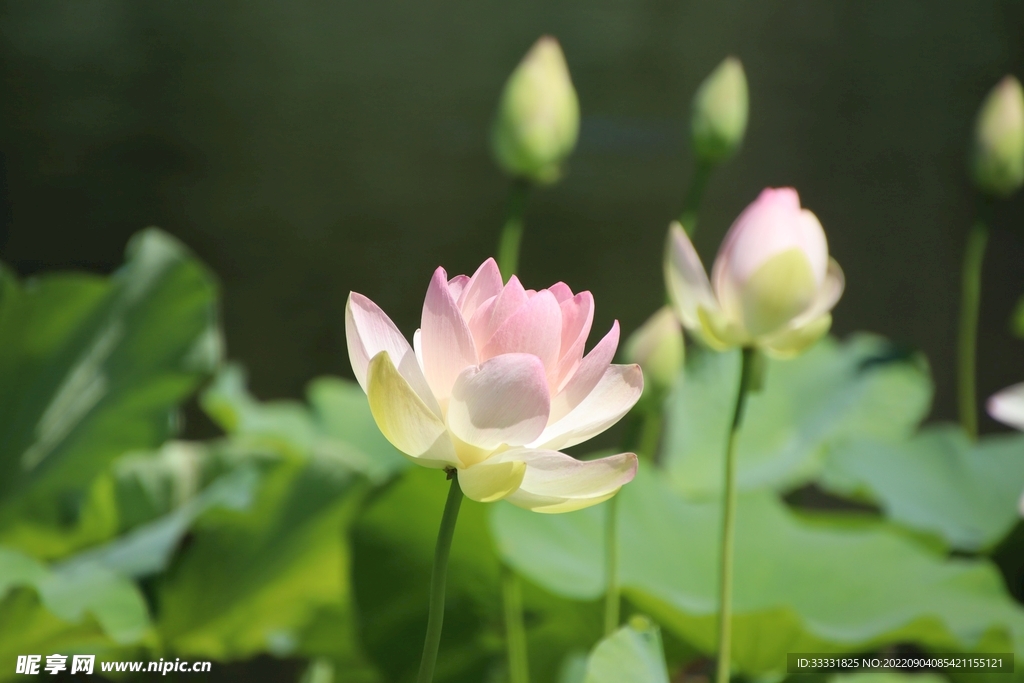 莲花