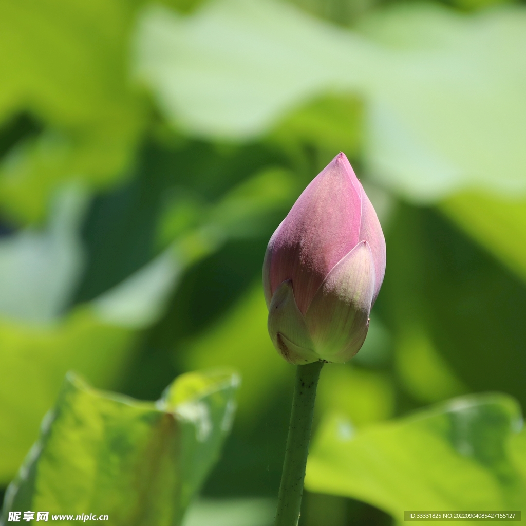 莲花