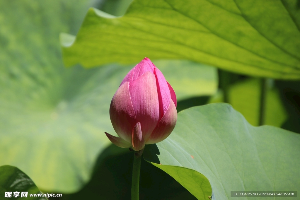 莲花