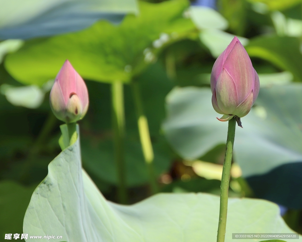 莲花