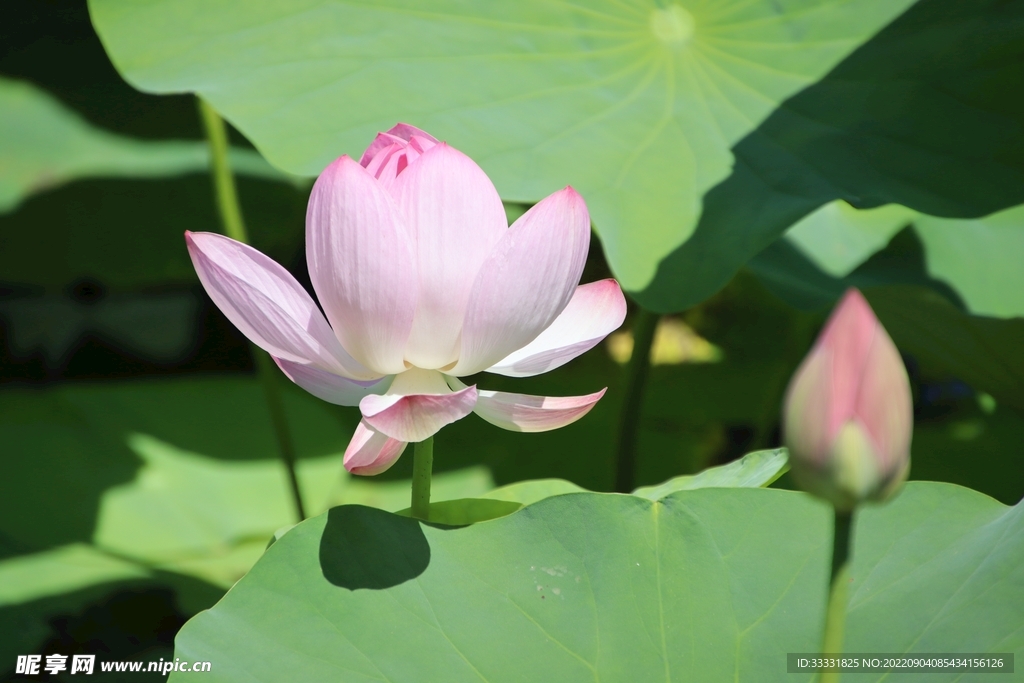 莲花