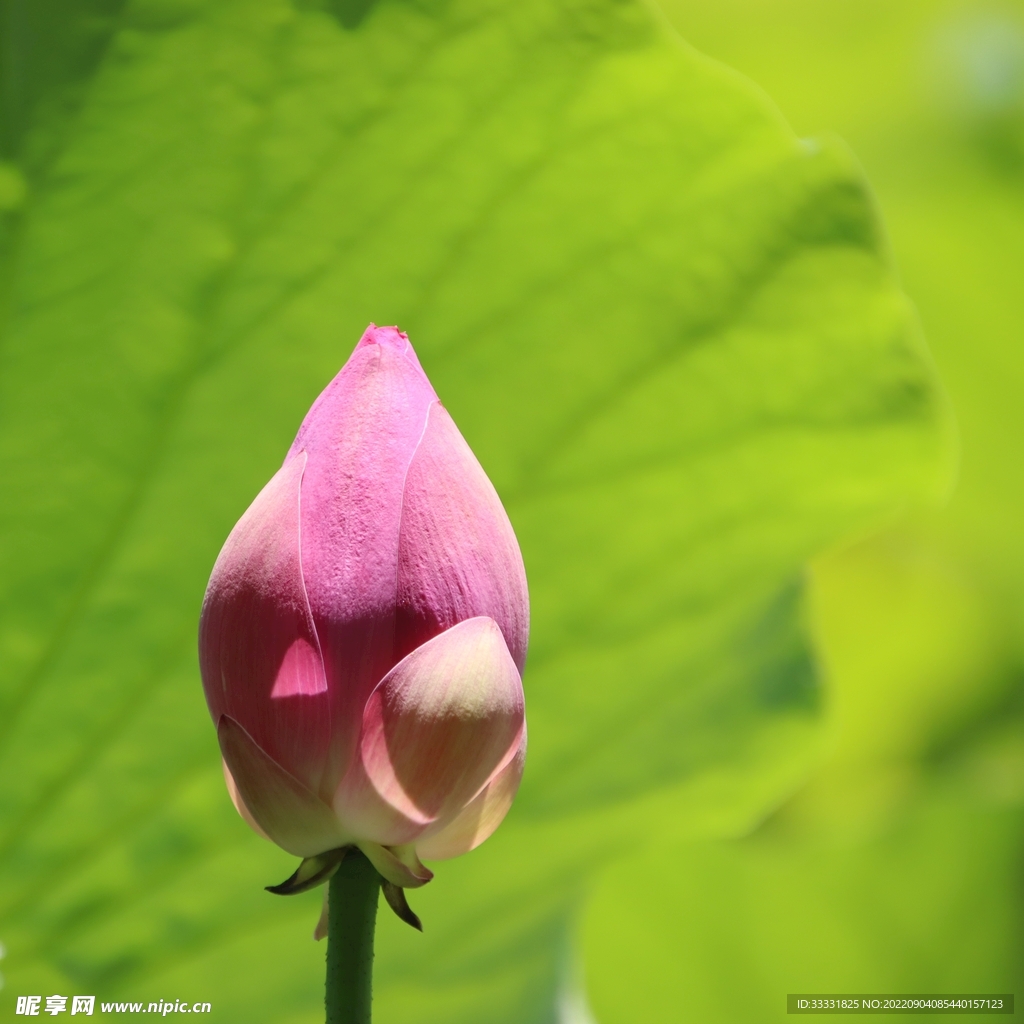 莲花