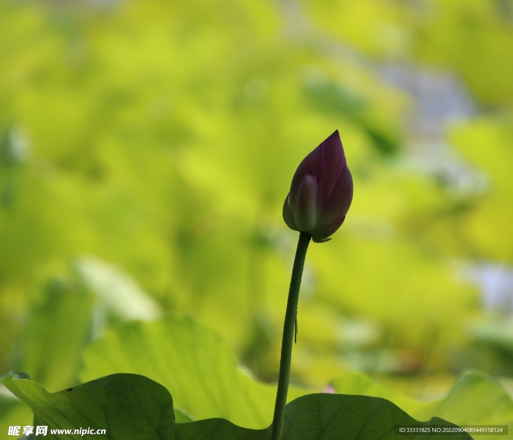 莲花