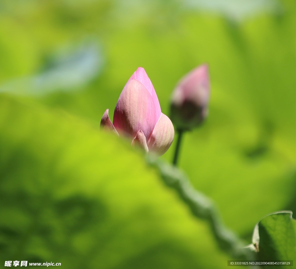 莲花