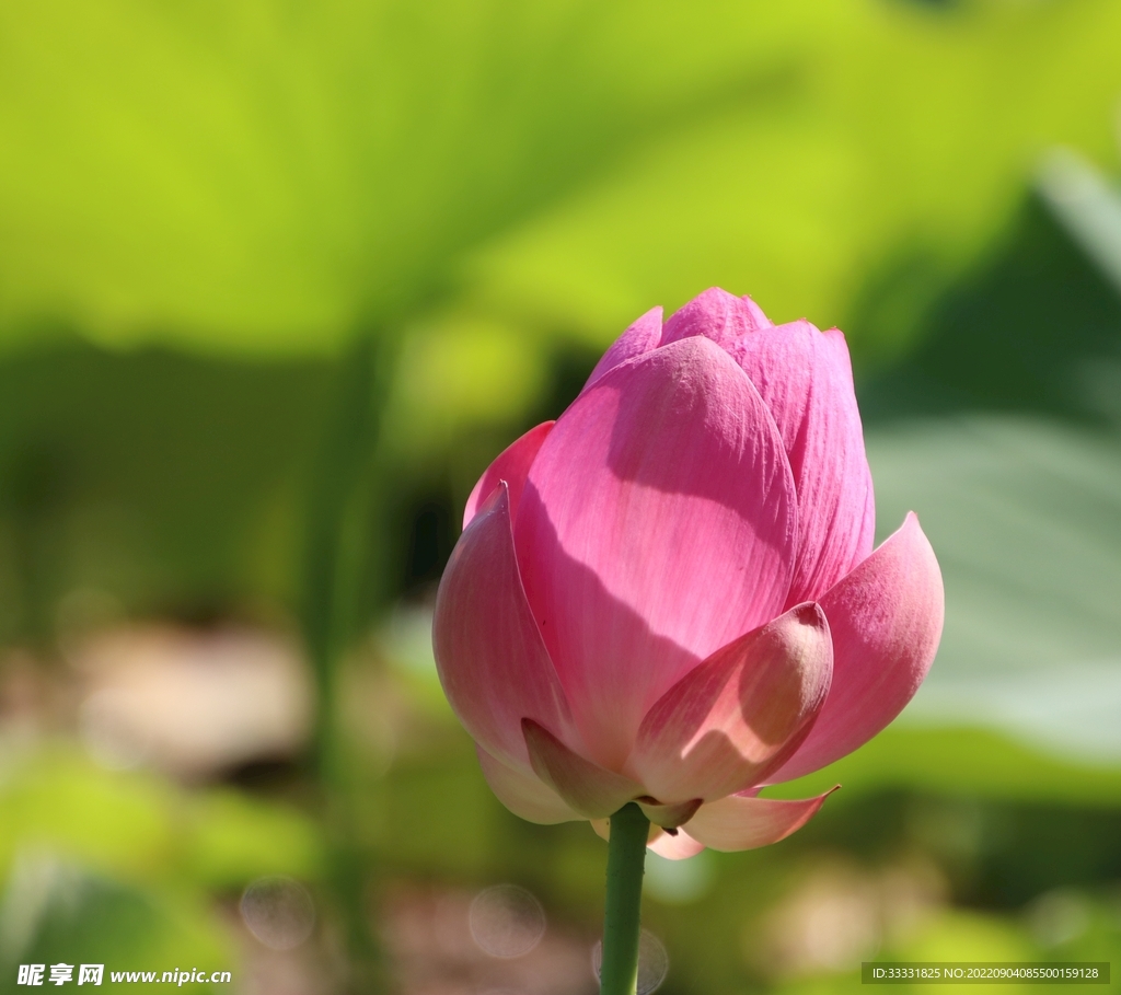 莲花