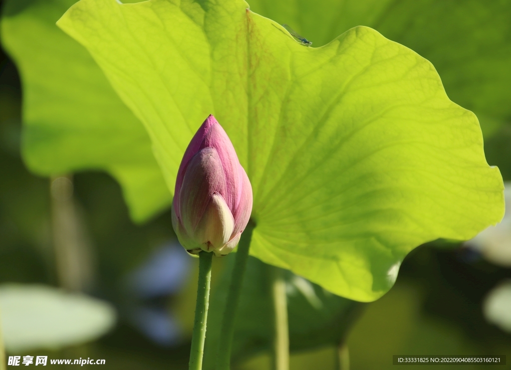 莲花