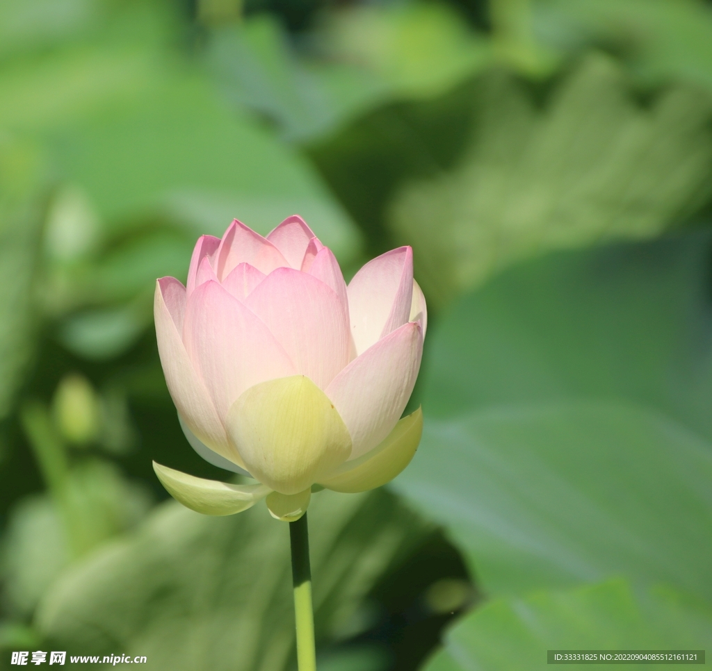 莲花