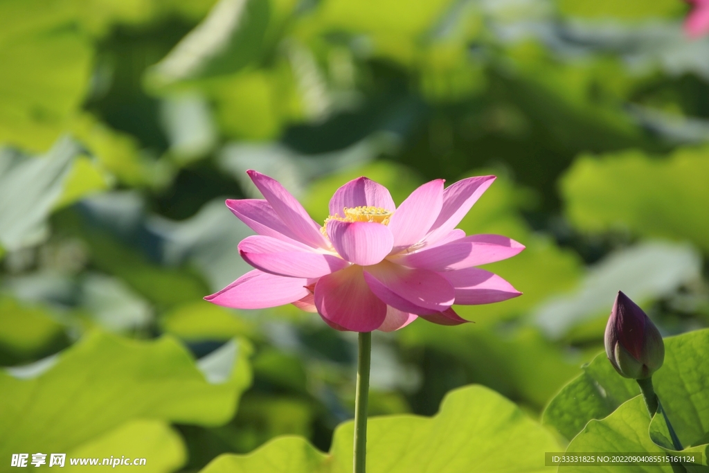莲花