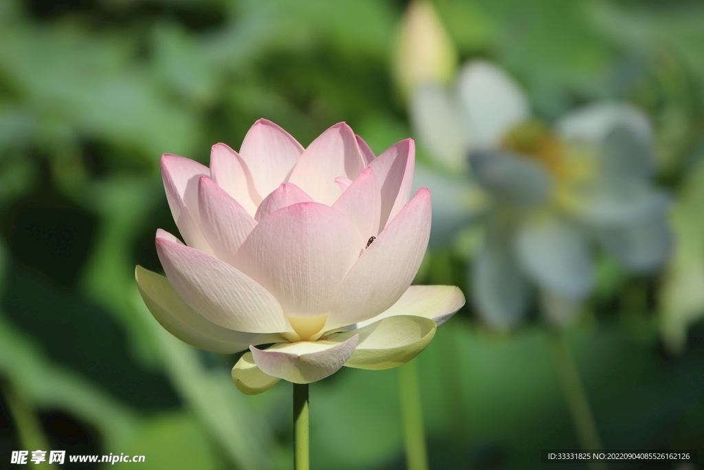 莲花