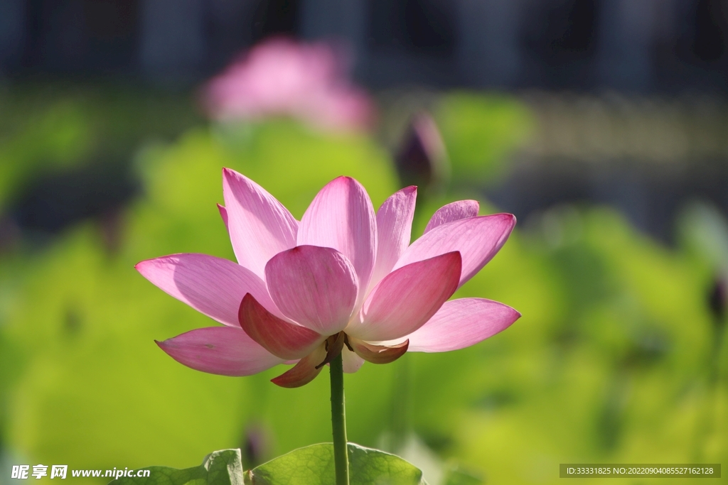 莲花