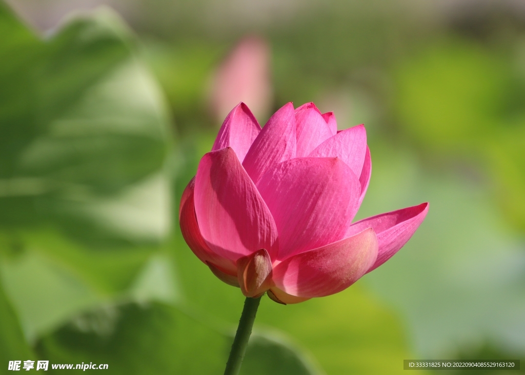 莲花
