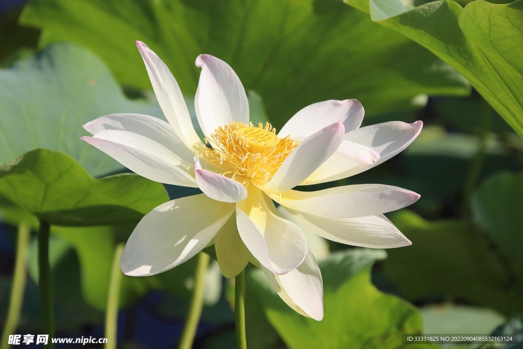 莲花