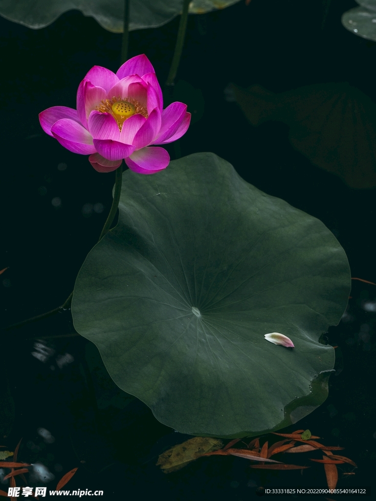 莲花