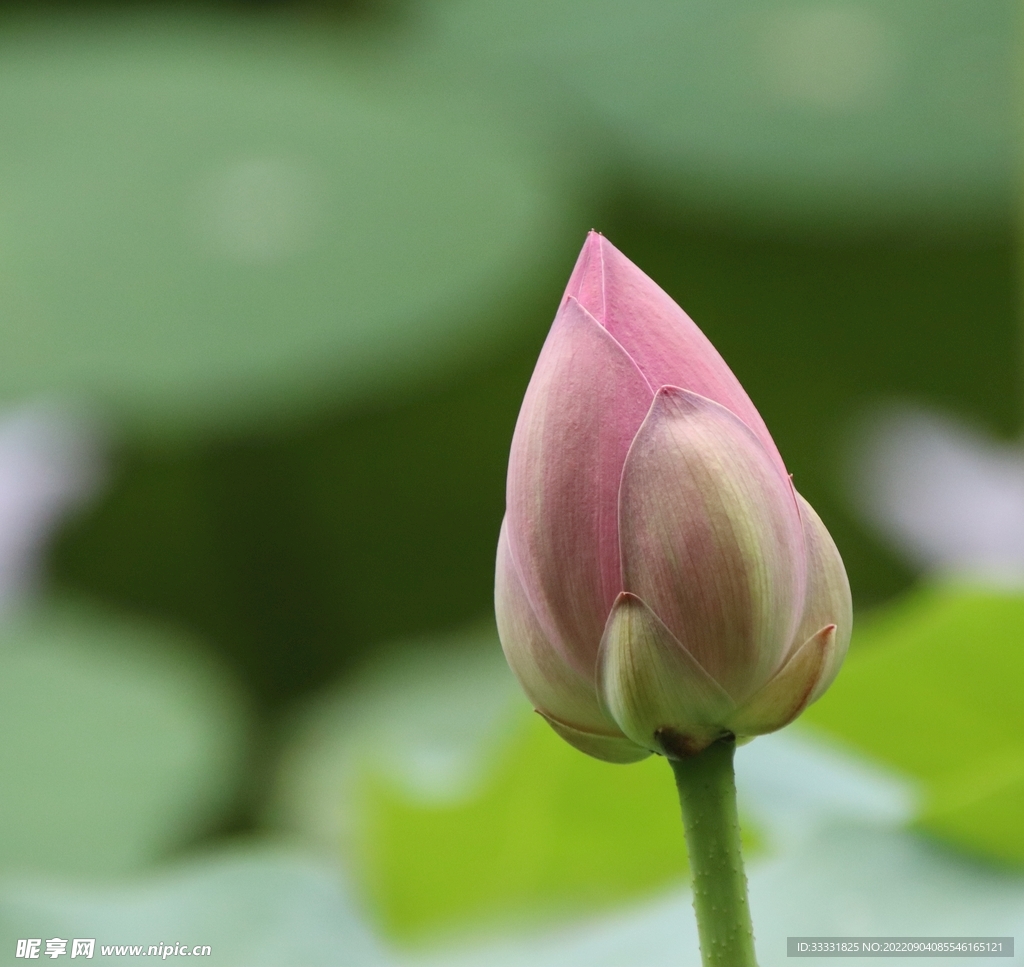 莲花