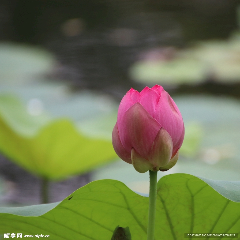 莲花