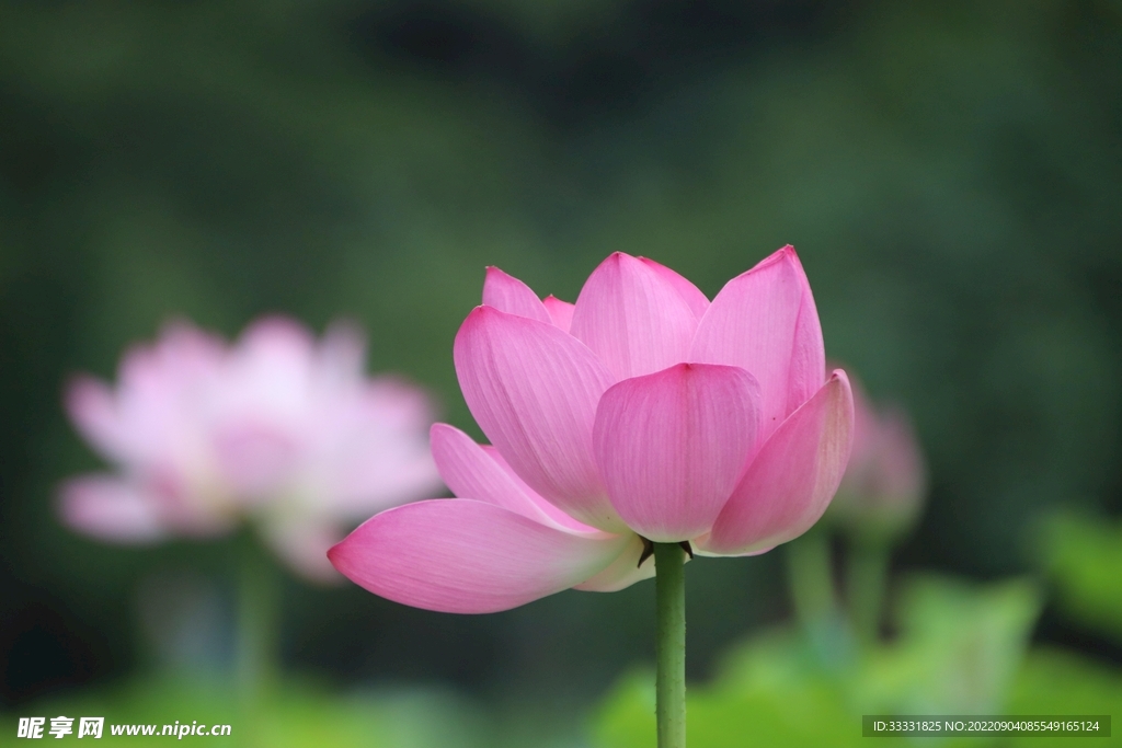 莲花