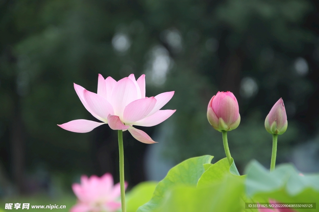 莲花