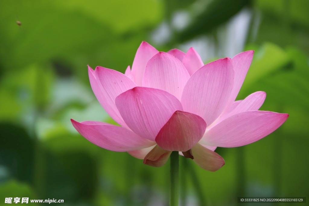 莲花