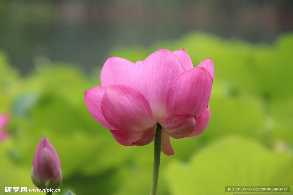 莲花