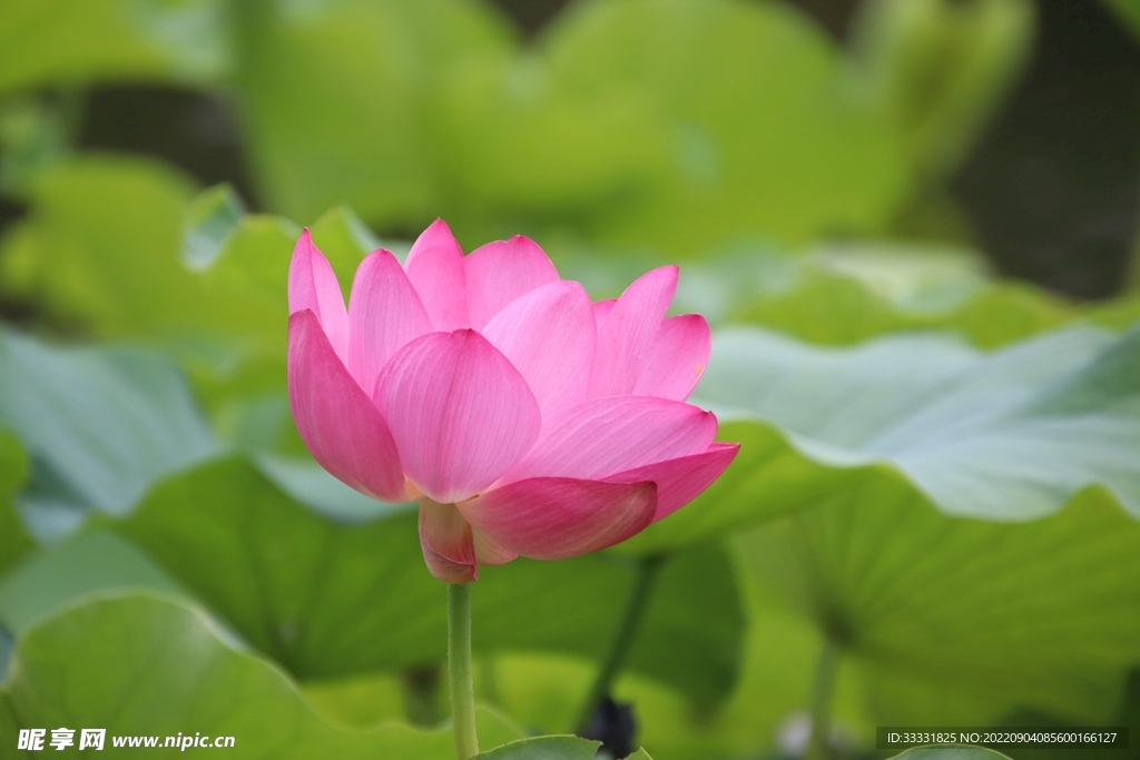莲花