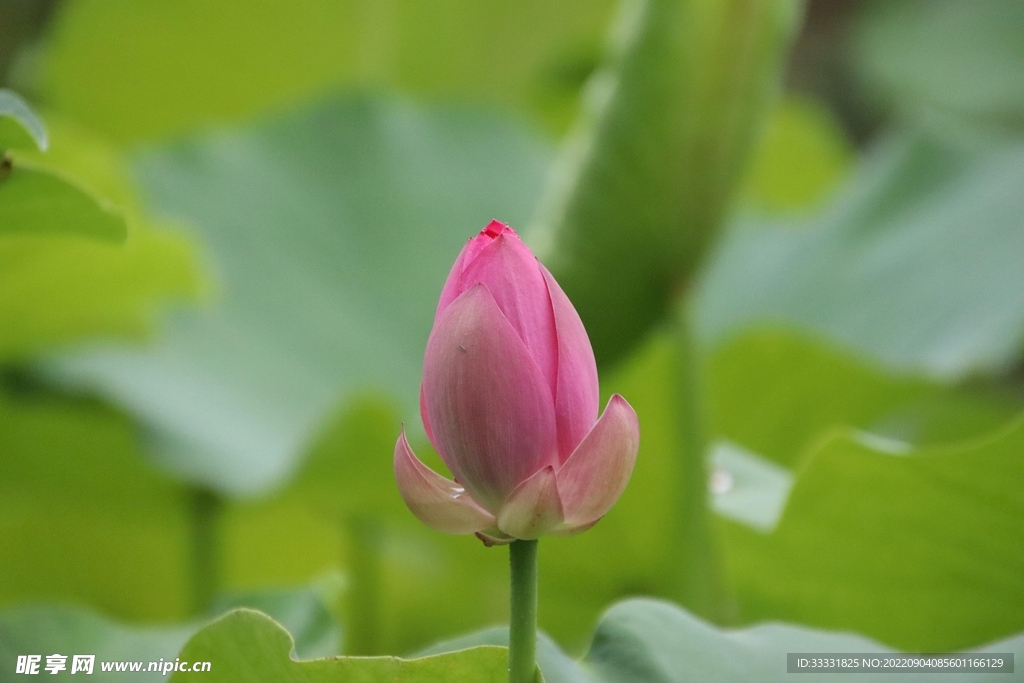 莲花