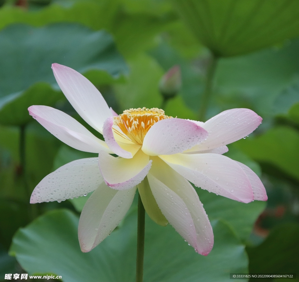 莲花