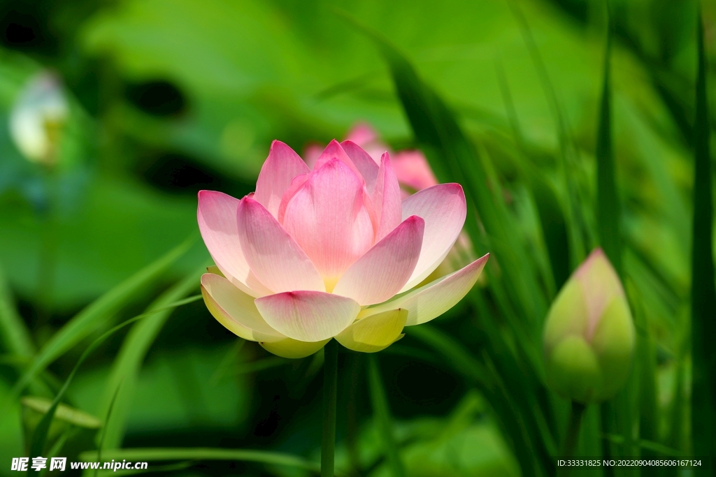 莲花
