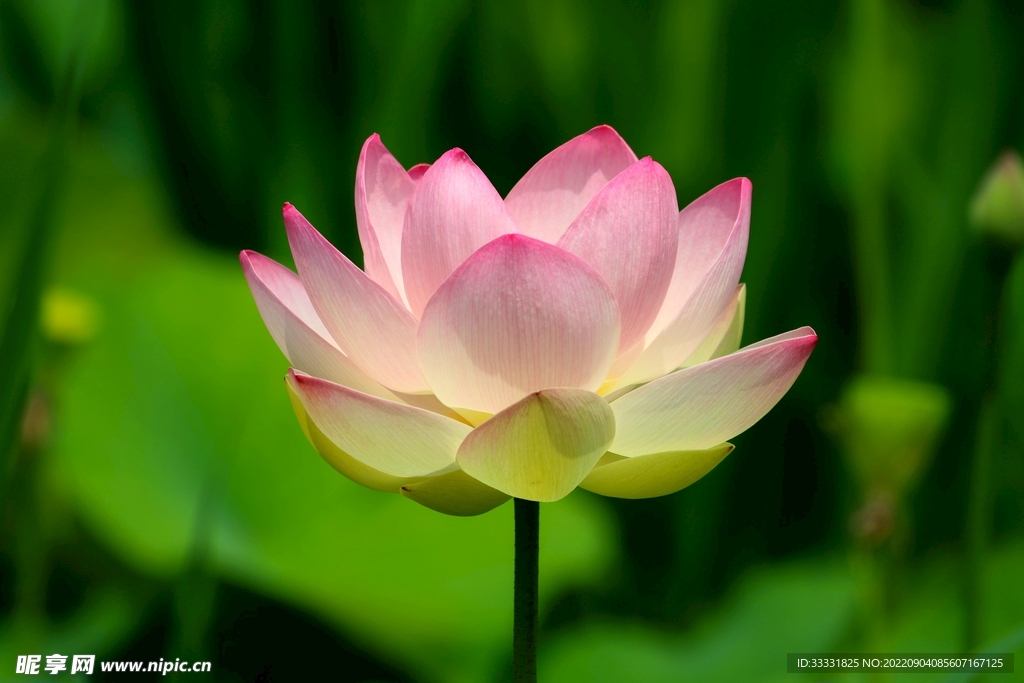 莲花