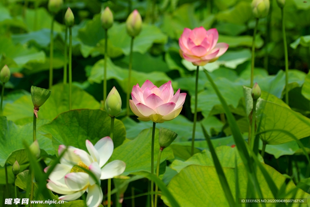 莲花