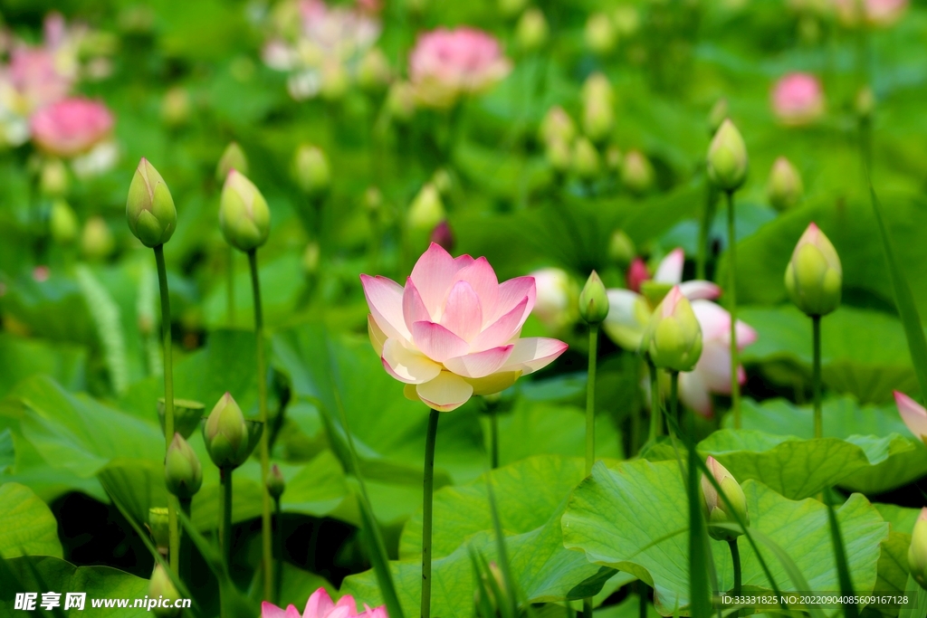 莲花