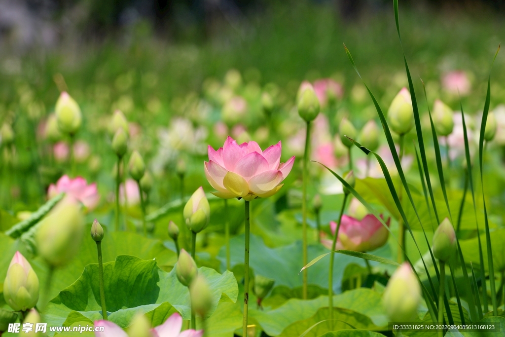 莲花