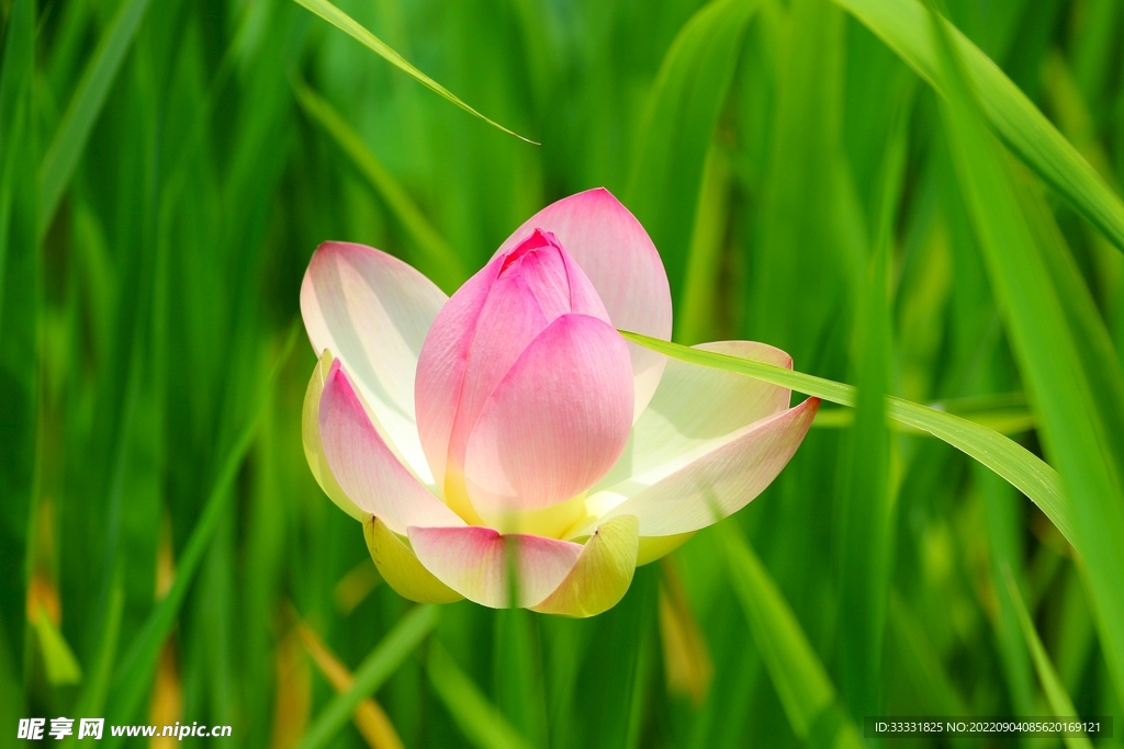 莲花