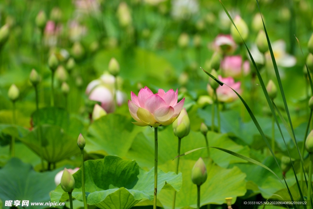 莲花