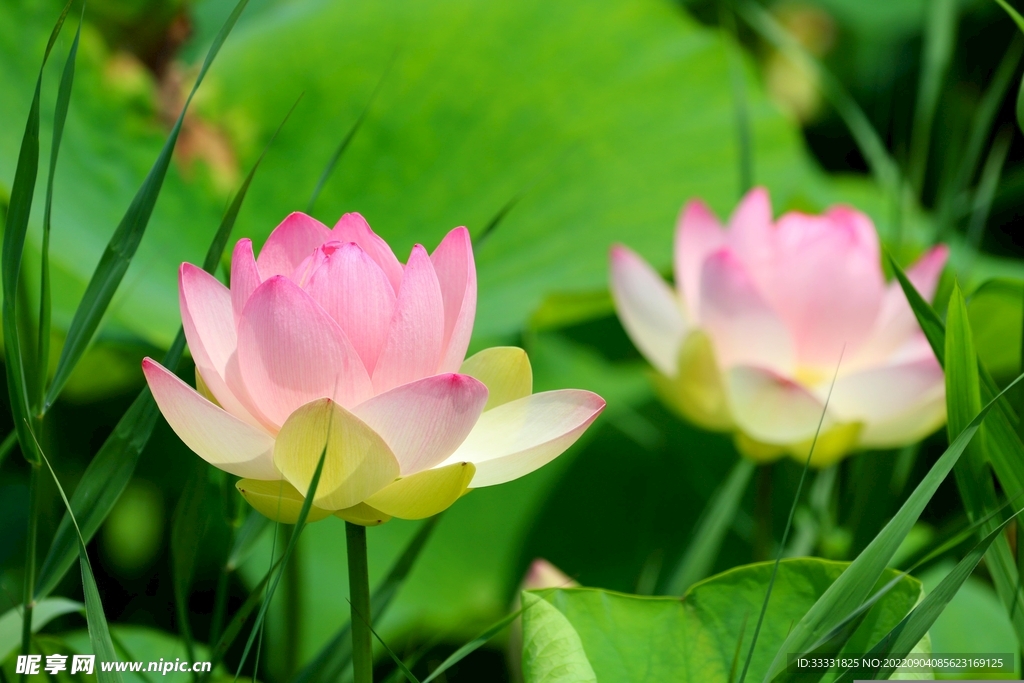莲花