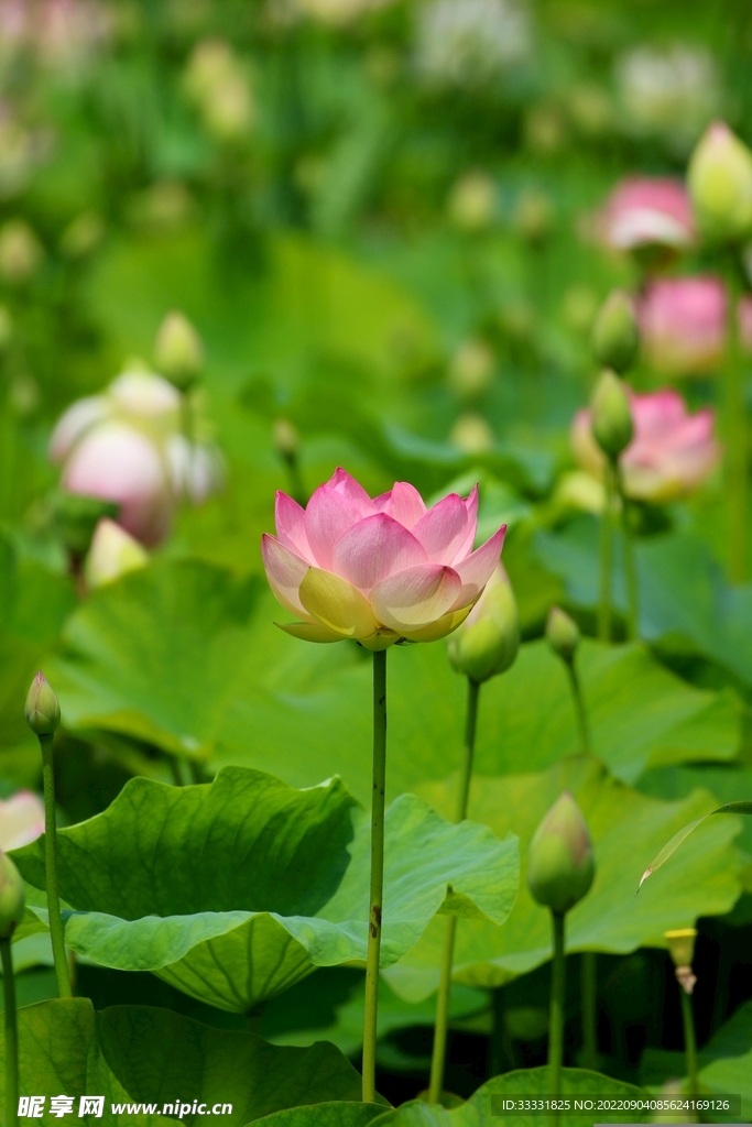 莲花