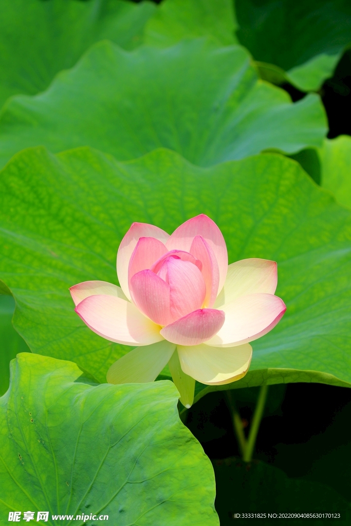 莲花