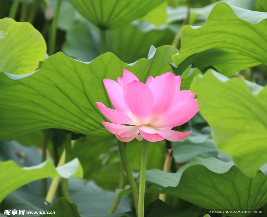 莲花