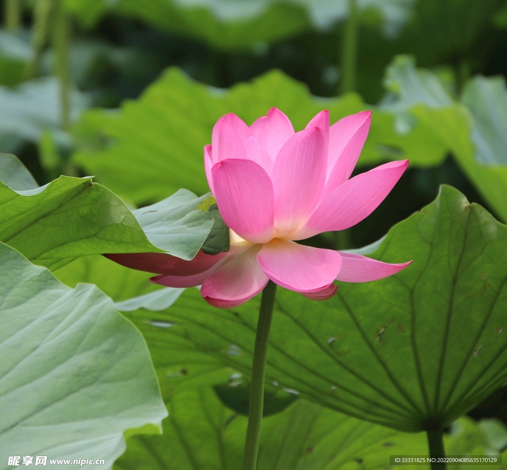 莲花