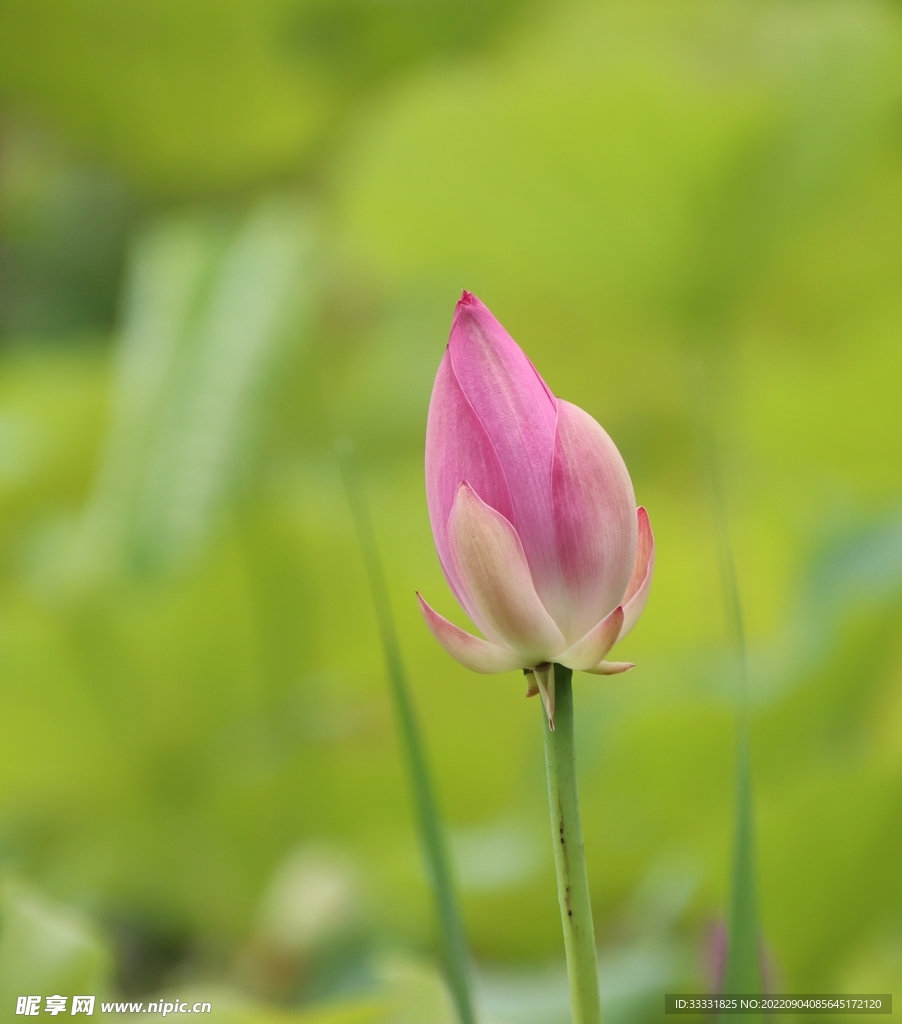 莲花