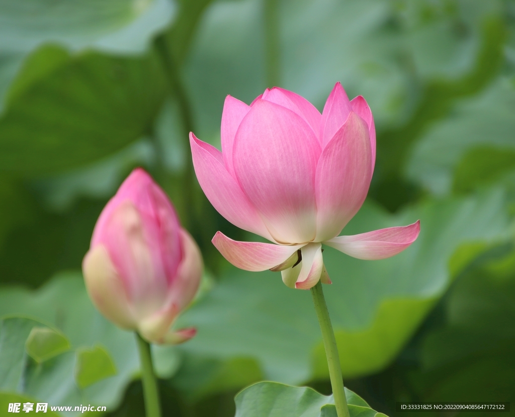 莲花