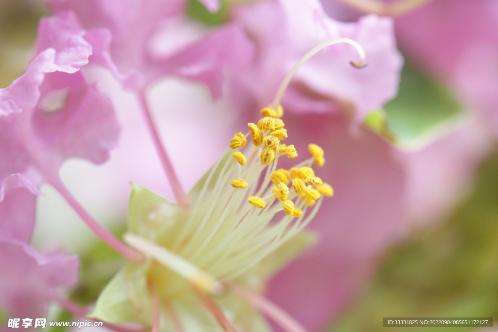 莲花