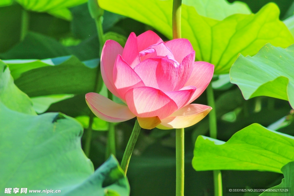 莲花
