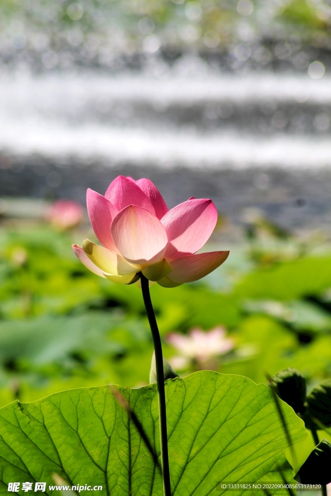 莲花